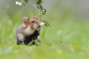 European hamster (Cricetus cricetus)