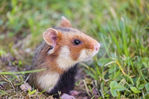 A European hamster (Cricetus cricetus)
