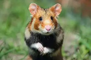European hamster (Cricetus cricetus)