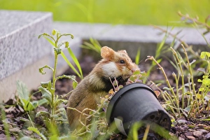 A European hamster (Cricetus cricetus)