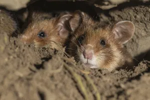 European Hamster (Cricetus cricetus)