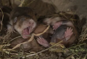 European Hamster (Cricetus cricetus)