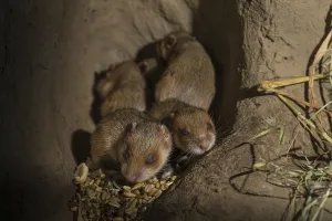 European Hamster (Cricetus cricetus)