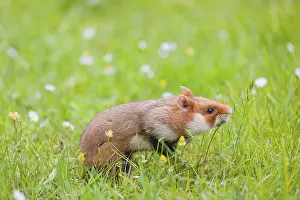 A European hamster (Cricetus cricetus)