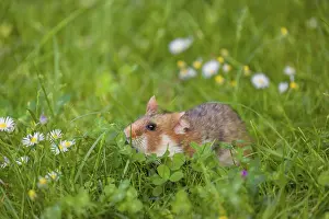 A European hamster (Cricetus cricetus)