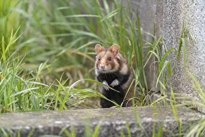 One European hamster (Cricetus cricetus)