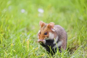 A European hamster (Cricetus cricetus)