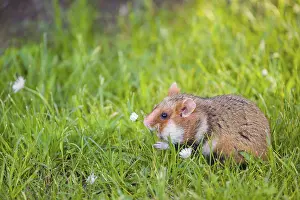 A European hamster (Cricetus cricetus)