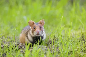 A European hamster (Cricetus cricetus)