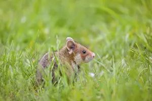 A European hamster (Cricetus cricetus)