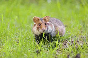 A European hamster (Cricetus cricetus)