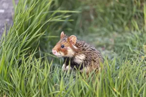 One European hamster (Cricetus cricetus)