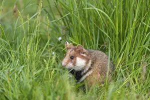 One European hamster (Cricetus cricetus)