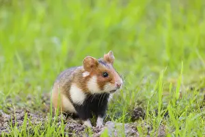 A European hamster (Cricetus cricetus)