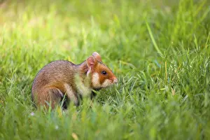 A European hamster (Cricetus cricetus)
