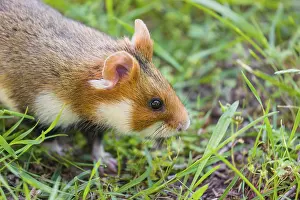 A European hamster (Cricetus cricetus)