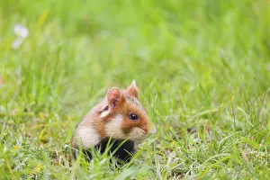 A European hamster (Cricetus cricetus)