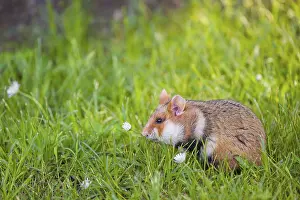 A European hamster (Cricetus cricetus)