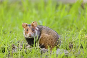 A European hamster (Cricetus cricetus)