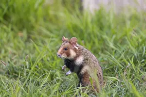 One European hamster (Cricetus cricetus)