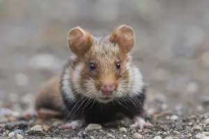 European hamster (Cricetus cricetus)