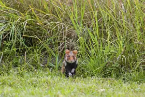 A European hamster (Cricetus cricetus)