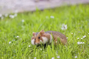 A European hamster (Cricetus cricetus)