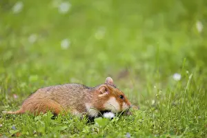 A European hamster (Cricetus cricetus)
