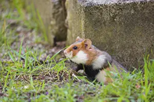 A European hamster (Cricetus cricetus)