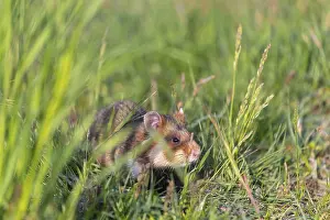 One European hamster (Cricetus cricetus)