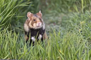 One European hamster (Cricetus cricetus)