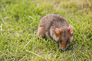 A European hamster (Cricetus cricetus)