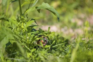 A European hamster (Cricetus cricetus)