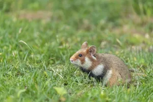 One European hamster (Cricetus cricetus)