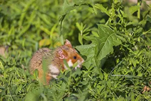 A European hamster (Cricetus cricetus)
