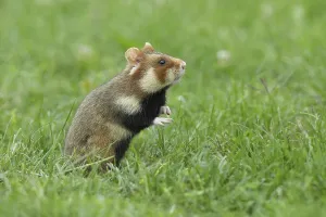 European hamster (Cricetus cricetus)
