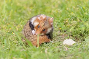 A European hamster (Cricetus cricetus)