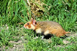 European hamster (Cricetus cricetus)
