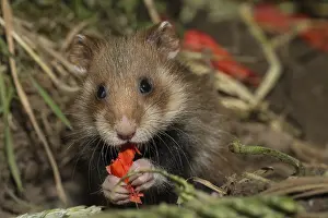 European Hamster (Cricetus cricetus)