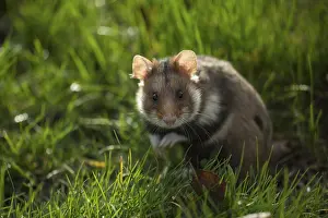 European Hamster (Cricetus cricetus)