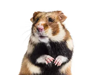 European hamster, Cricetus cricetus