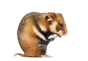 European hamster, Cricetus cricetus
