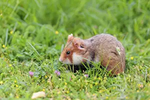 A European hamster (Cricetus cricetus) collects herbs