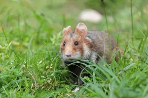 A European hamster (Cricetus cricetus) collects herbs