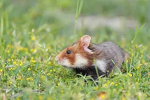 A European hamster (Cricetus cricetus) collects herbs
