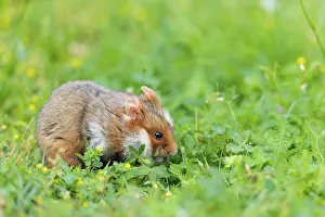 A European hamster (Cricetus cricetus) collects herbs