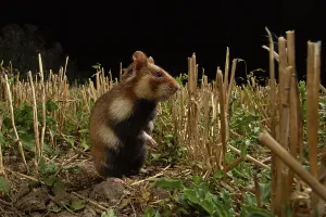 European hamster (Cricetus cricetus) at a construction site
