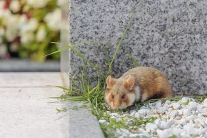 A European hamster (Cricetus cricetus) forages for food on a grave