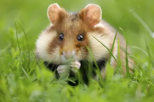 European hamster (Cricetus cricetus) in a meadow