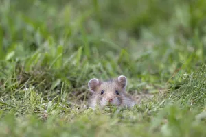 European hamster (Cricetus cricetus) in a meadow